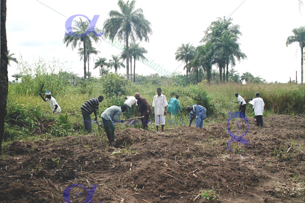 ARDO farming site picture2